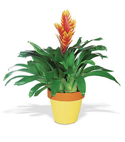  Ankara Ykseltepe Mah iek gnderme  Exotic Bromeliad ithal saksi