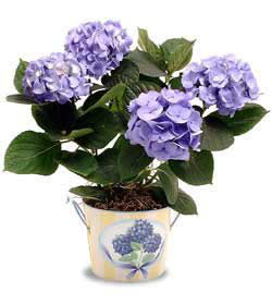  Ankara Kalaba ieki  Hydrangea Plant ortanca