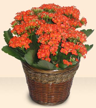  Ankara Basnevleri Mahallesi iek siparii  Large Kalanchoe in Basket