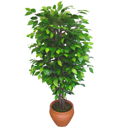 Ficus Benjamin 1,50 cm   Ankara Kalaba ieki 