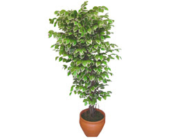 Ficus zel Starlight 1,75 cm   Ankara Ayval Mahallesi iek gnderme sitemiz gvenlidir 