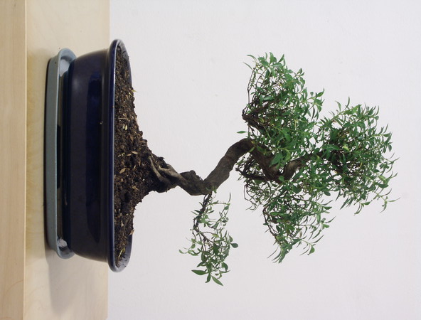 ithal bonsai saksi iegi  Ankara Yayla Mahallesi iek yolla 