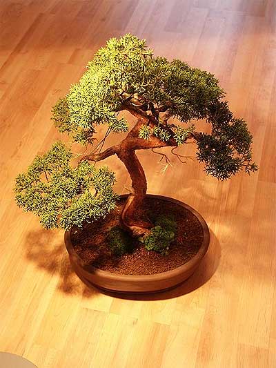 ithal bonsai saksi iegi  Ankara 23 Nisan Mahallesi ieki maazas 