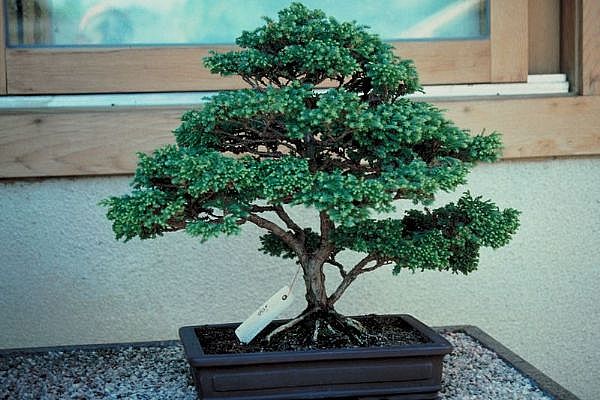 ithal bonsai saksi iegi  Ankara Ufuktepe online iek gnderme