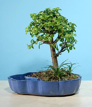 ithal bonsai saksi iegi  Ankara Glkaya Mahallesi kaliteli ucuz iekler 