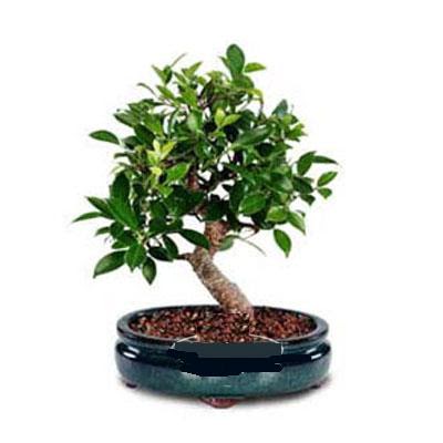 ithal bonsai saksi iegi  Ankara Ufuktepe Mahallesi yurtii iek siparii 