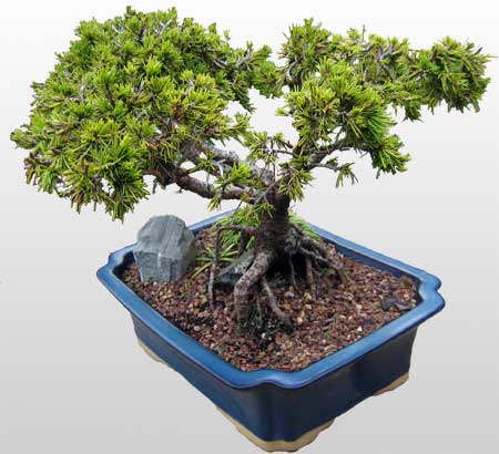 ithal bonsai saksi iegi  Ankara Hisar Mahallesi online ieki 