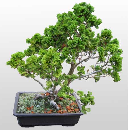 ithal bonsai saksi iegi  Ankara Aaelence Mahallesi cicekciler 