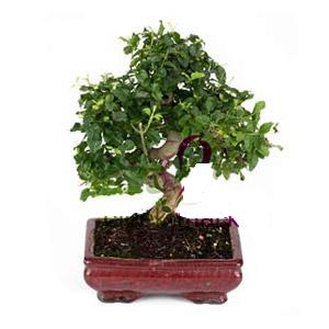 ithal bonsai saksi iegi  Ankara Kalaba ieki 