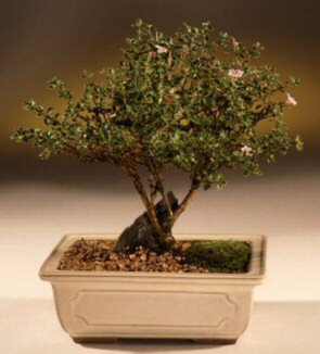 ithal bonsai saksi iegi  Ankara 23 Nisan Mahallesi ieki maazas 