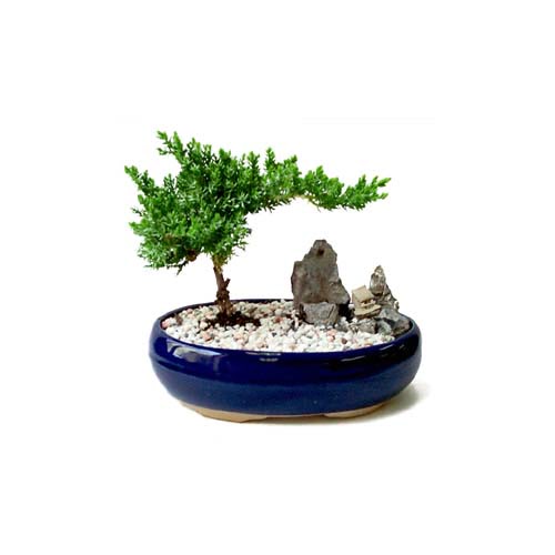 ithal bonsai saksi iegi  Ankara Esertepe Mahallesi cicek