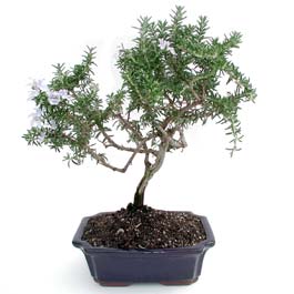 ithal bonsai saksi iegi  Ankara iekli Mahallesi Oran 14 ubat sevgililer gn