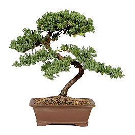 ithal bonsai saksi iegi  Ankara Sanatoryum iek maazas 