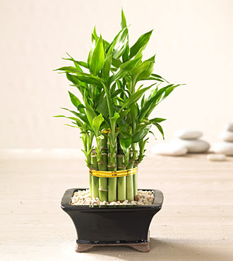 Lucky Bamboo saksi iegi  Ankara Kanuni Mahallesi gvenli hzl iek 