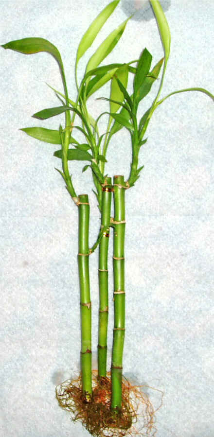 Lucky Bamboo 3 adet vazo hediye edilir   Ankara Ayval Mahallesi iek gnderme sitemiz gvenlidir 