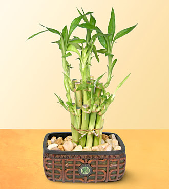 Lucky Bamboo  saksi iegi  Ankara Aktepe nternetten iek siparii 