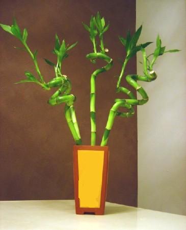 Lucky Bamboo 5 adet vazo ierisinde  Ankara Kanuni Mahallesi gvenli hzl iek 