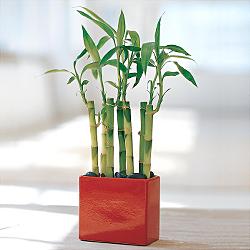 Lucky Bamboo sans melegi iegi  Ankara Kucaz Mahallesi hediye iek yolla 