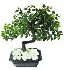 9 yasinda Bonsai agaci  Ankara Kucaz Mahallesi hediye iek yolla 