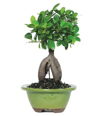 Bonsai saks iei  Ankara Ufuktepe Mahallesi yurtii iek siparii 