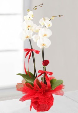 2 dall beyaz orkide ve 1 adet krmz gl  Ankara Kalaba ieki  