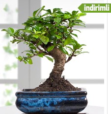 Bonsai japon aac  Ankara Pnarba Mahallesi sevgilime hediye iek 