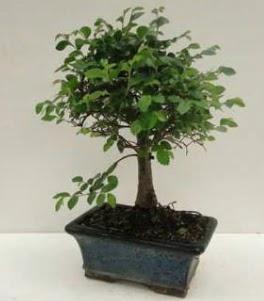 Bonsai saks bitkisi japon aac  Ankara Kalaba ieki 