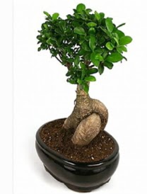 Bonsai saks bitkisi japon aac  Ankara Ufuktepe Mahallesi yurtii iek siparii 