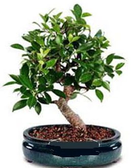 5 yanda japon aac bonsai bitkisi  Ankara Kalaba ieki 