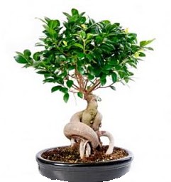 Bonsai Japon aac saks bitkisi  Ankara Ufuktepe online iek gnderme