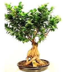 Bonsai Japon aac saks bitkisi  Ankara Ufuktepe Mahallesi yurtii iek siparii 