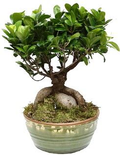 Japon aac bonsai saks bitkisi  Ankara Aaelence Mahallesi cicekciler 