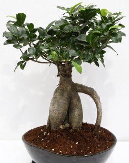 Japon aac bonsai saks bitkisi  Ankara Emrah Mahallesi iek gnderme 