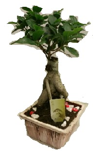 Japon aac bonsai seramik saks  Ankara 23 Nisan Mahallesi ieki maazas 