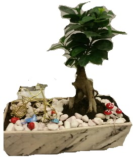 Japon aac bonsai sat  Ankara Kalaba ieki 