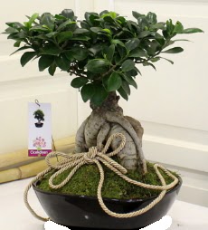 Japon aac bonsai sat  Ankara Basnevleri Mahallesi iek siparii 