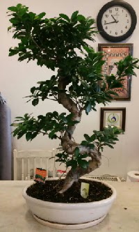 100 cm yksekliinde dev bonsai japon aac  Ankara Aaelence Mahallesi cicekciler 