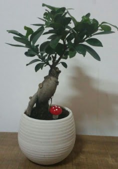 Bonsai japon aac saks iei  Ankara Sanatoryum iek maazas 