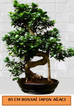 85 CM Japon aac Bonsai saks bitkisi  Ankara efkat Mahallesi iek online 