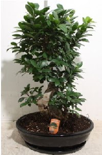 75 CM Ginseng bonsai Japon aac  Ankara Atapark Mahallesi anneler gn iek yolla 