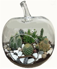 Terrarium tanzim elma camda 5 kakts  Ankara Ufuktepe Mahallesi yurtii iek siparii 