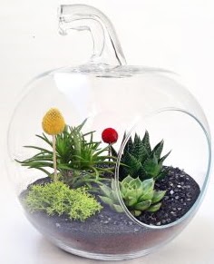 Elma Terrarium orta boy 5 kakts  Ankara Kanuni Mahallesi gvenli hzl iek 