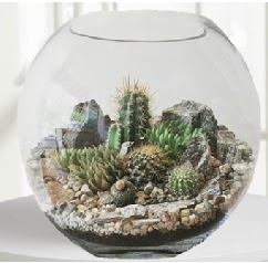 Cam fanus Terrarium 5 kakts  Ankara 23 Nisan Mahallesi ieki maazas 