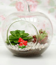 Kk elma terrarium 3 kakts  Ankara Aktepe nternetten iek siparii 