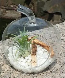 Elma kk boy terrarium 1 kakts  Ankara Hisar Mahallesi online ieki 