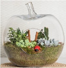 Elma terrarium orta boy 4 kakts  Ankara Ufuktepe Mahallesi yurtii iek siparii 