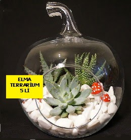 5 kaktsl Elma terrarium orta boy  Ankara Aktepe nternetten iek siparii 