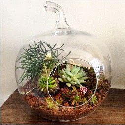 Orta boy elma terrarium 3 kaktsl  Ankara Kanuni Mahallesi gvenli hzl iek 