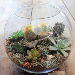 Cam fanusta 7 kaktsl terrarium  Ankara Hisar Mahallesi online ieki 