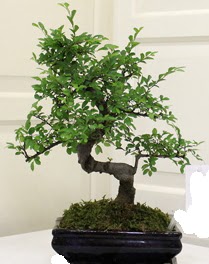 Bonsai saks iei  Ankara Ufuktepe online iek gnderme